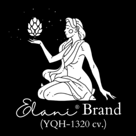 Elani® Hops (YQH-1320 cv.) - Yakima Quality Hops